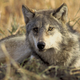A gray wolf.